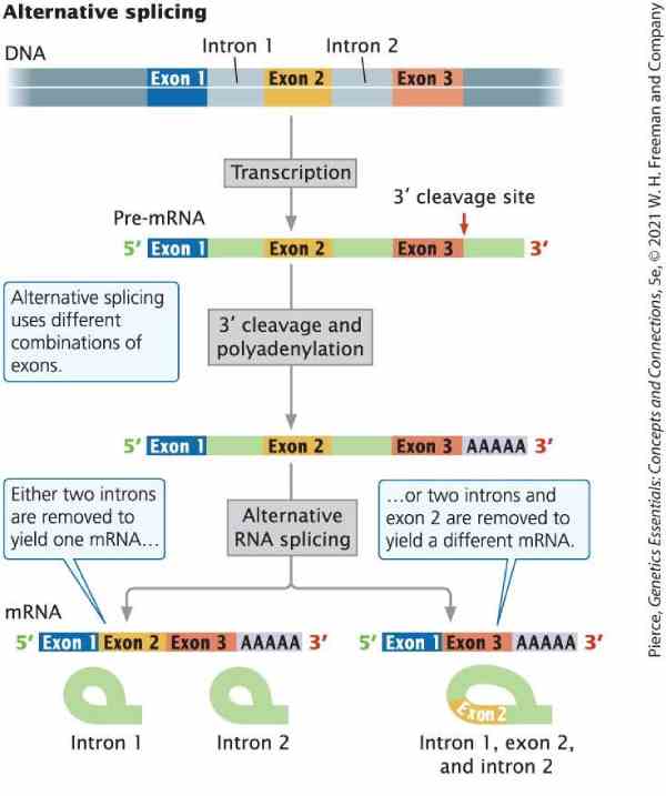 drops splicing alternativo