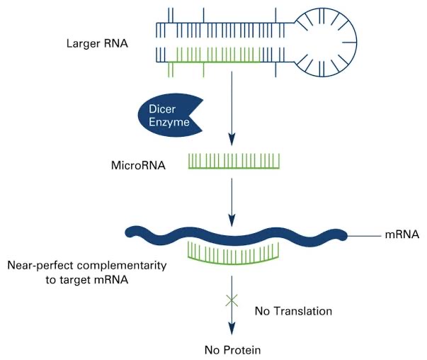 drops genomica microrna