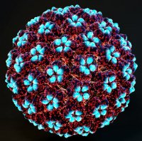 HPV_NET_OK.jpg