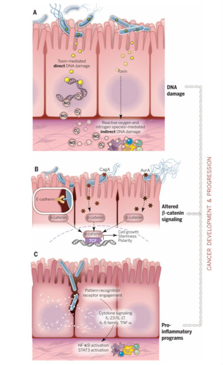 microbioma franco NET OK