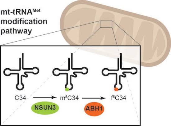 drops rna mitocondrial