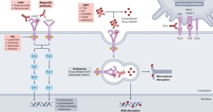 drops her2 urotelial