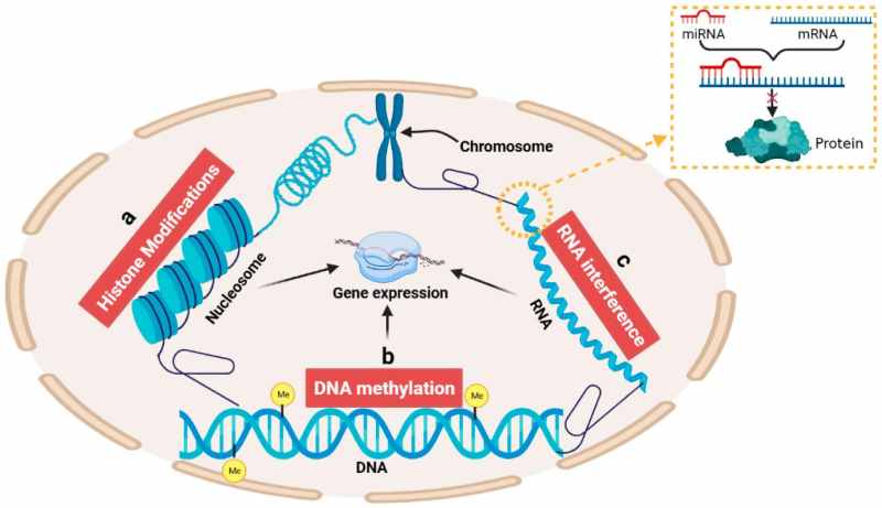 drops regulacao genica