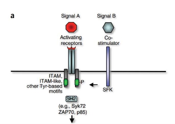 drops tirosina quinase 1