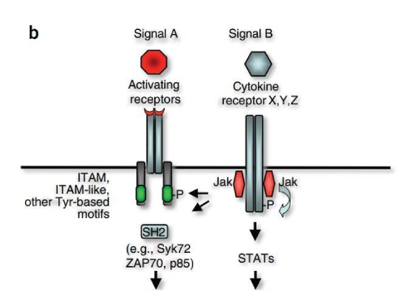 drops tirosina quinase 2