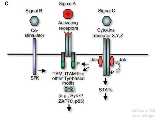 drops tirosina quinase 3