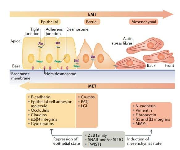 drops transicao epitelial mesenquimal