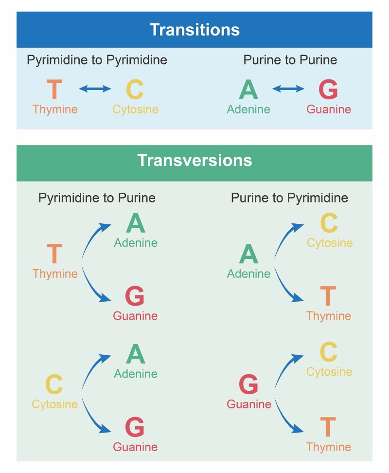 drops transicoes transversoes